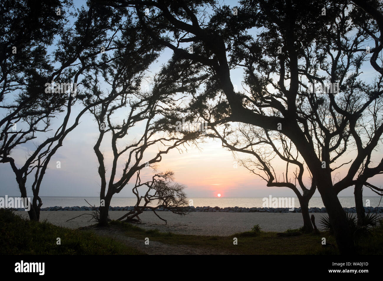 Sunrise on Driftwood Beach - Jekyll Island, Georgia, United States Stock Photo