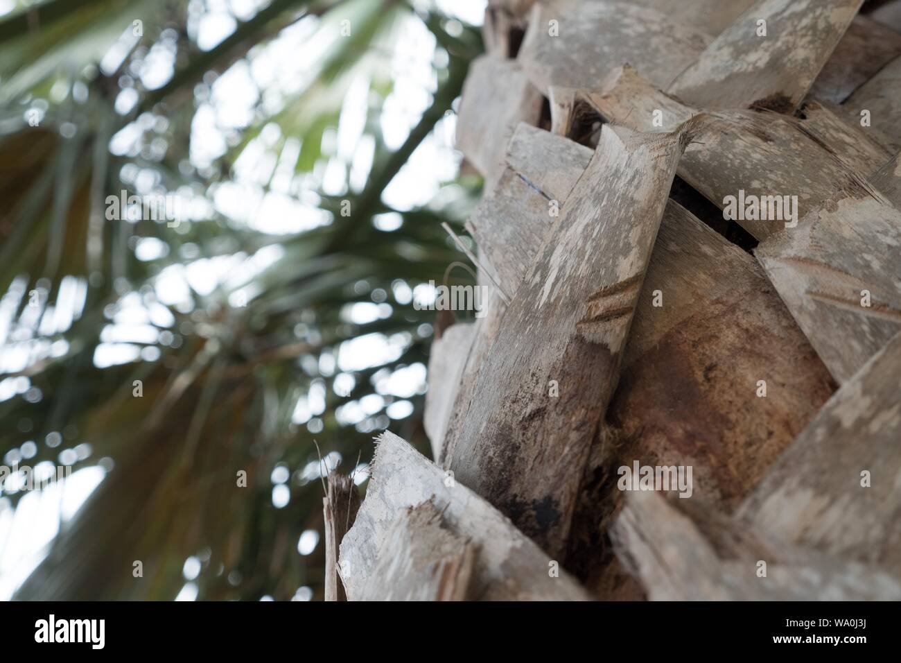 A Low Angle Closeup Shot Of The Top Of An Exotic Tropical Palm