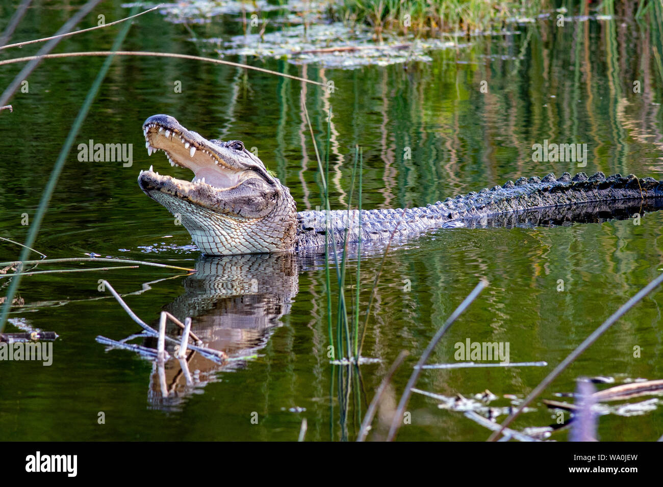 American alligator (Alligator mississippiensis) - Green Cay Wetlands, Boynton Beach, Florida, USA Stock Photo