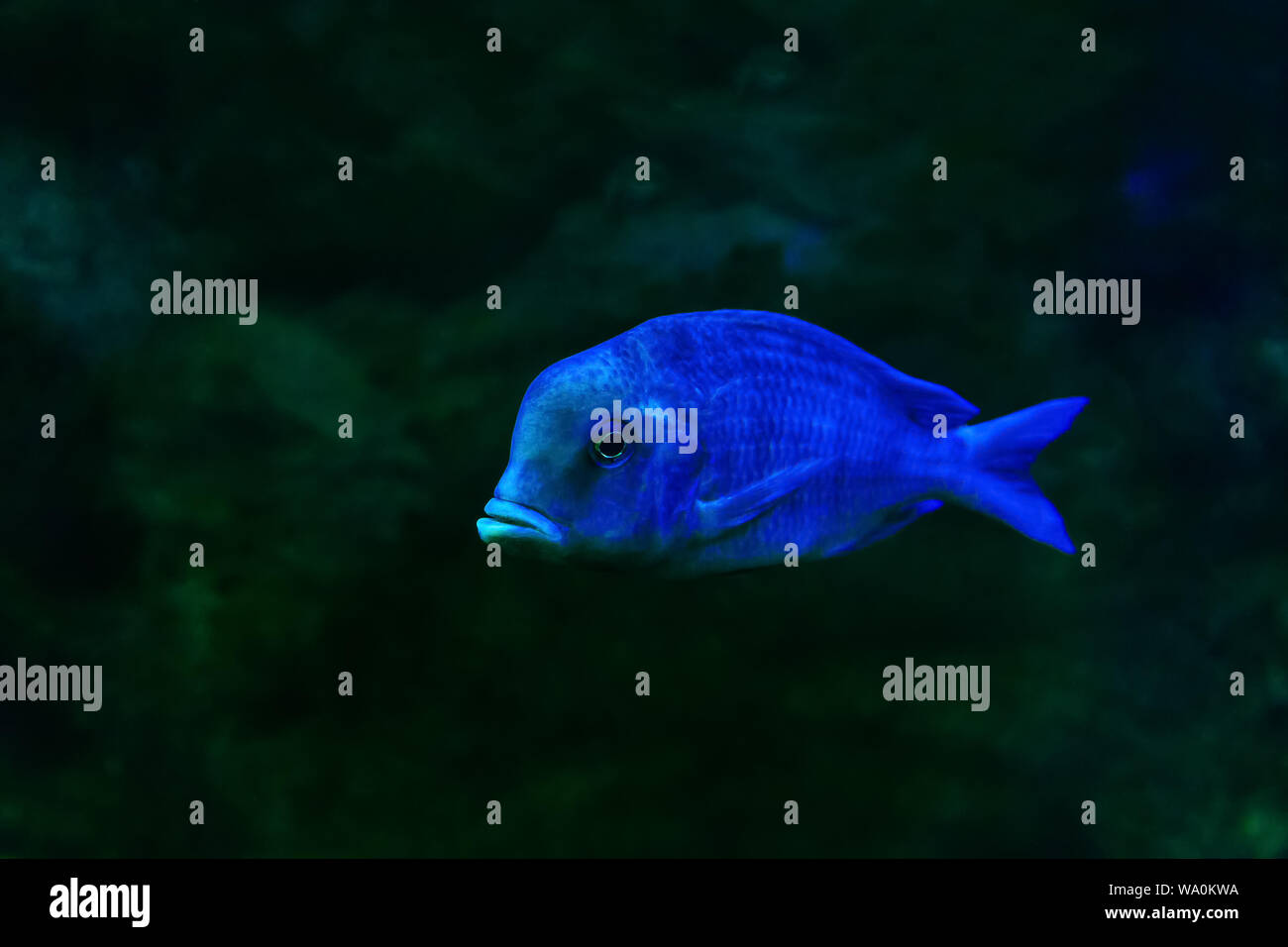 live blue fish Cyrtocara moorii (hump-head) swims in the water on a dark background Stock Photo