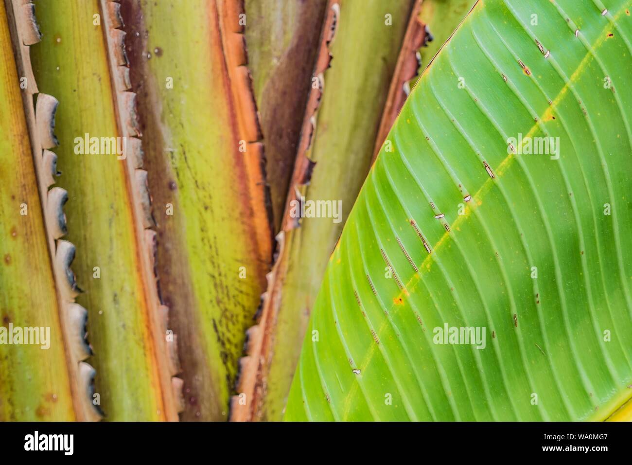 Vintage tropical floral jungle hi-res stock photography and images - Alamy