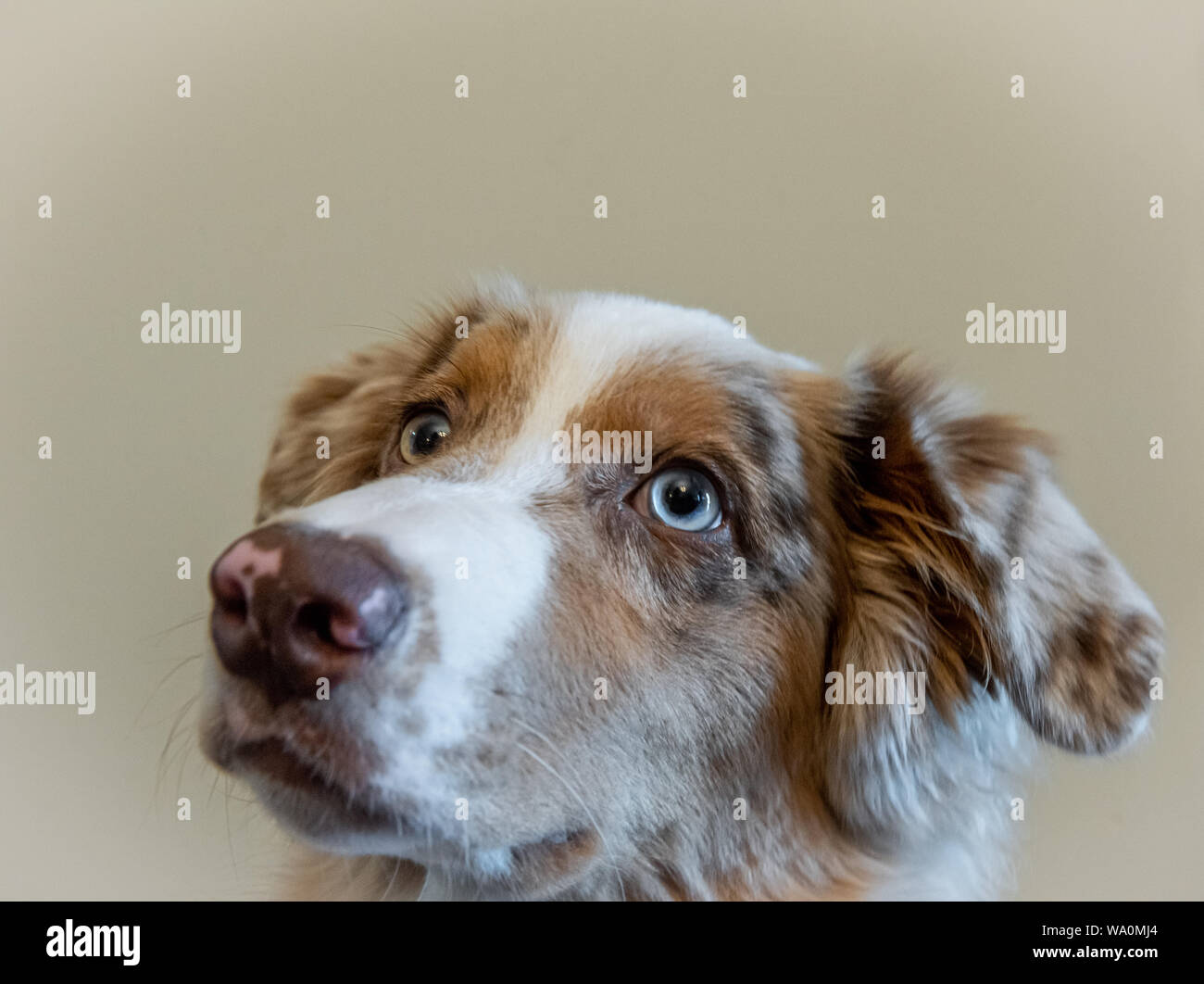 Red Merle Stock Photos Red Merle Stock Images Alamy