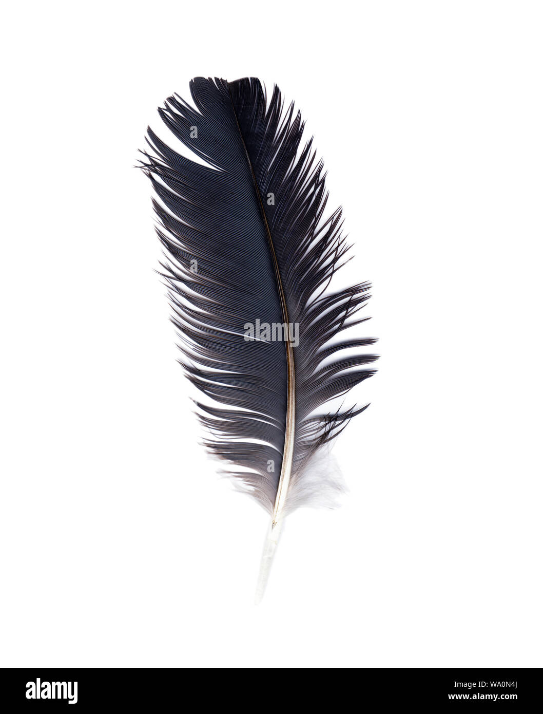 Delicate crow feather against white background Stock Photo - Alamy
