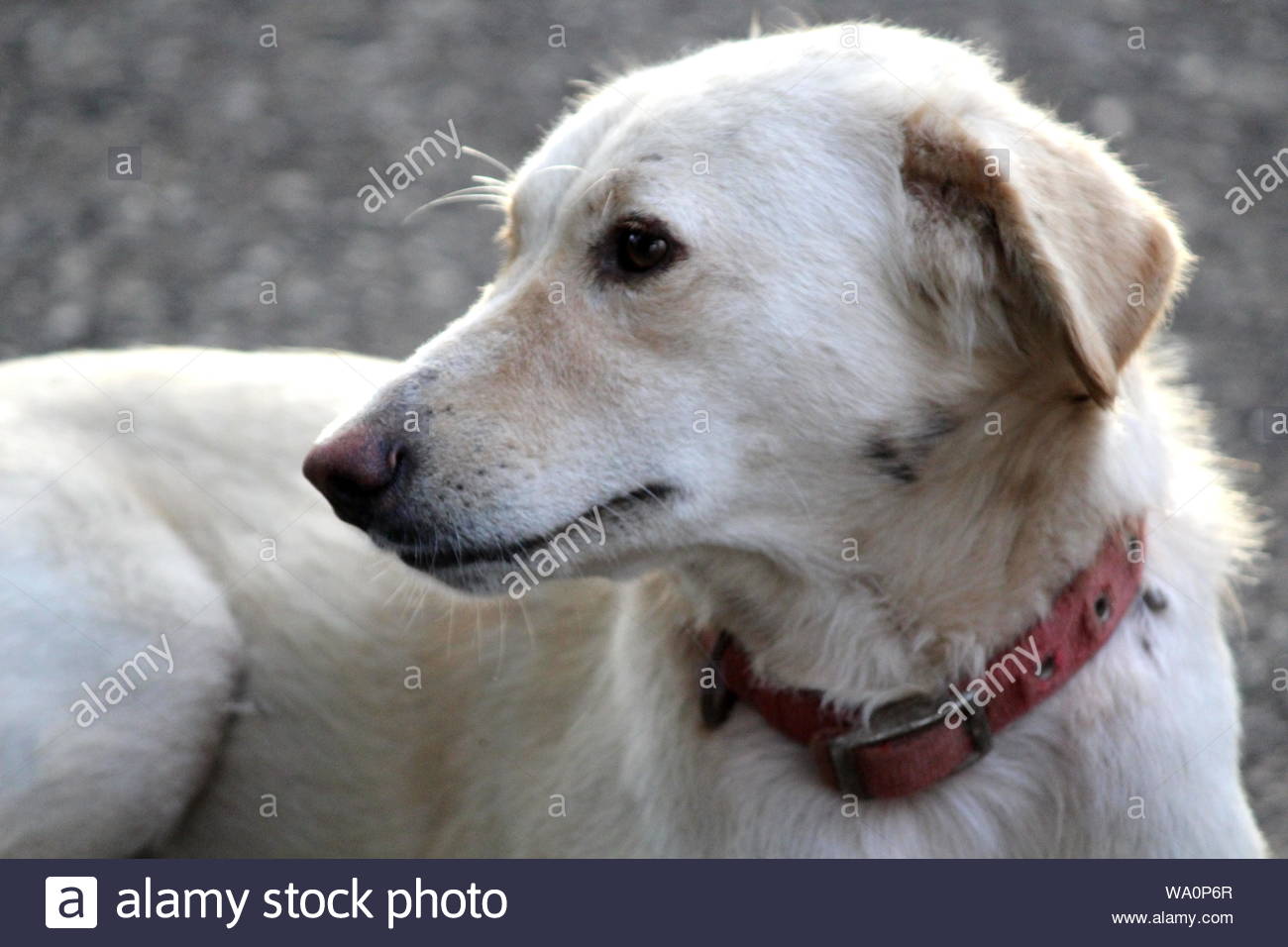 Short Haired Whiet Dog With Red Harness Stock Photo