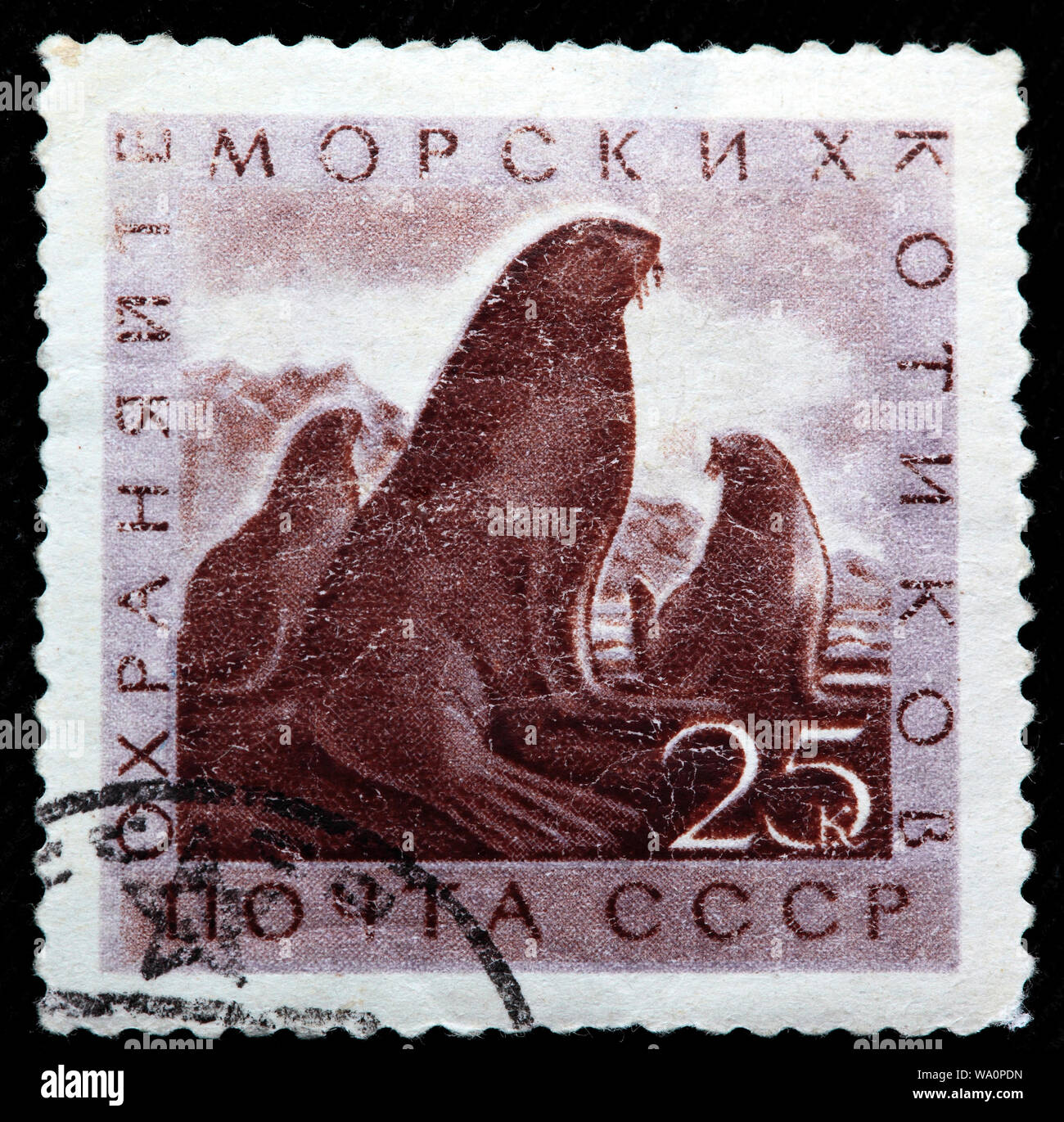 Northern Fur Seal, Callorhinus ursinus, postage stamp, Russia, USSR, 1960 Stock Photo