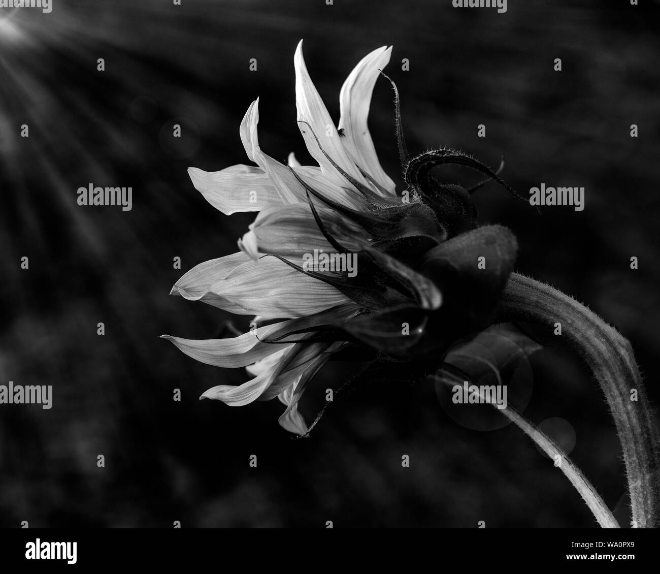 Closeup; selective focus, side view of a sunflower facing the sun, and being bathed in magic sunrays, illustrating the concepts of hope and enlightenm Stock Photo