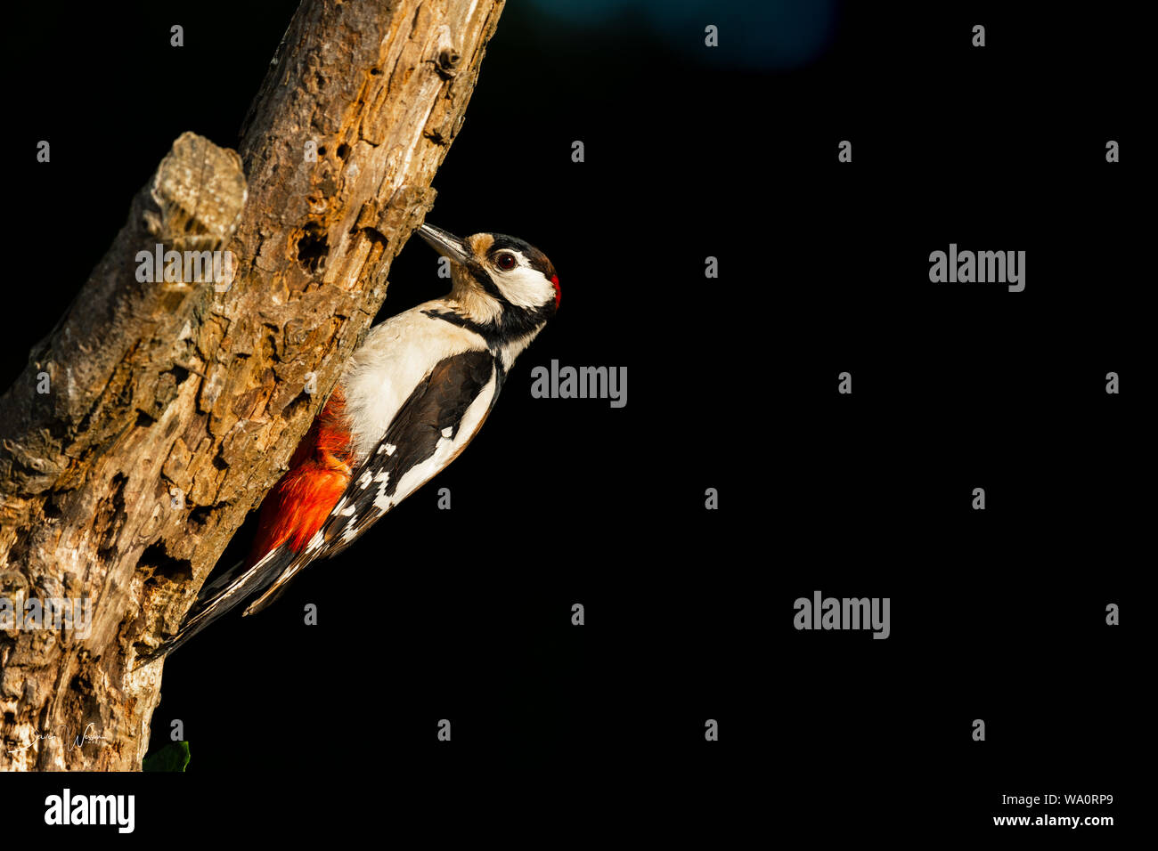 Greater Spotted Woodpecker (male) Stock Photo