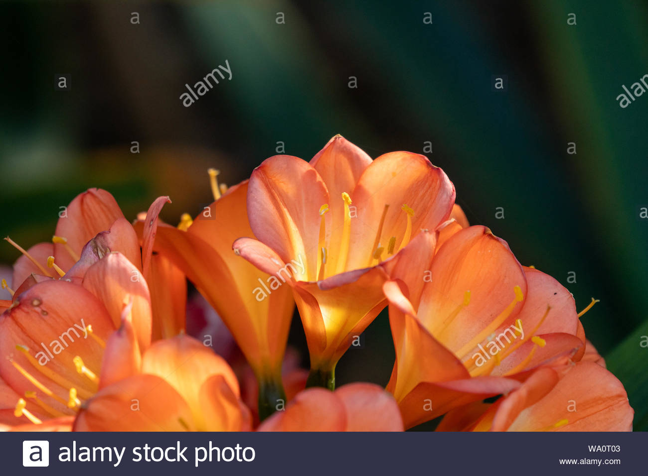 The Grower S Daughter The First Lilacs And Lily Of The Valley