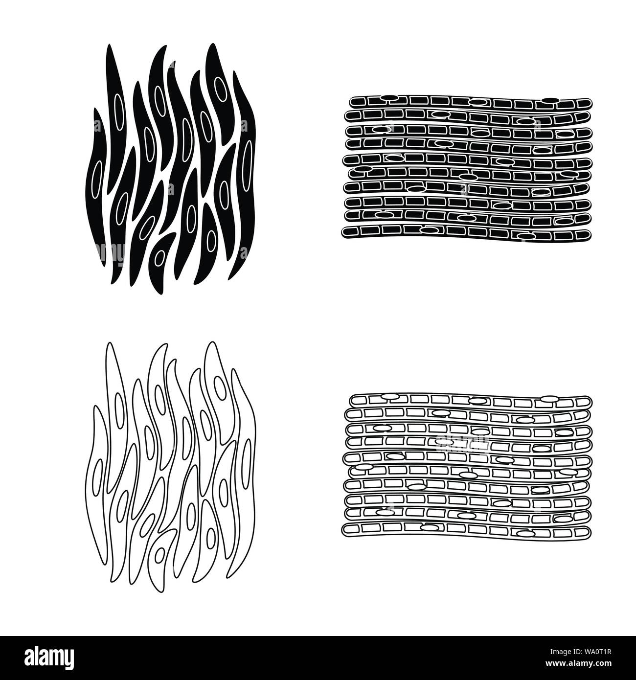 Isolated object of fiber and muscular icon. Collection of fiber and body  stock vector illustration. Stock Vector