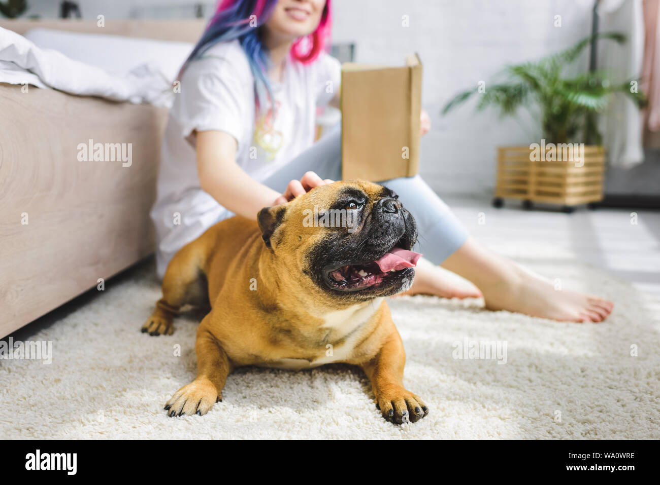 selective focus of Frenchie laying on floor and girl with colorful hair Stock Photo