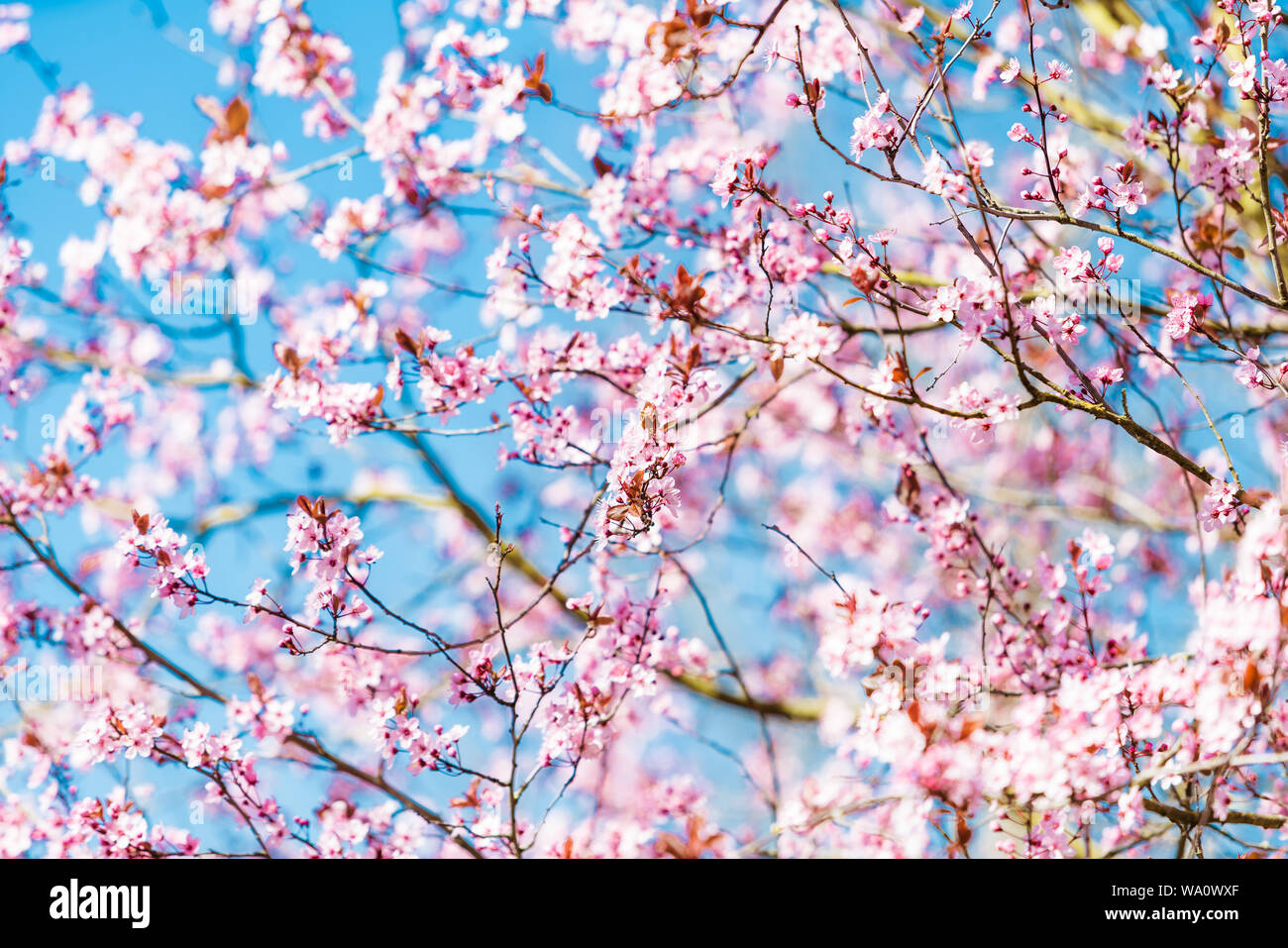 bloom in spring, spring flowers Stock Photo - Alamy