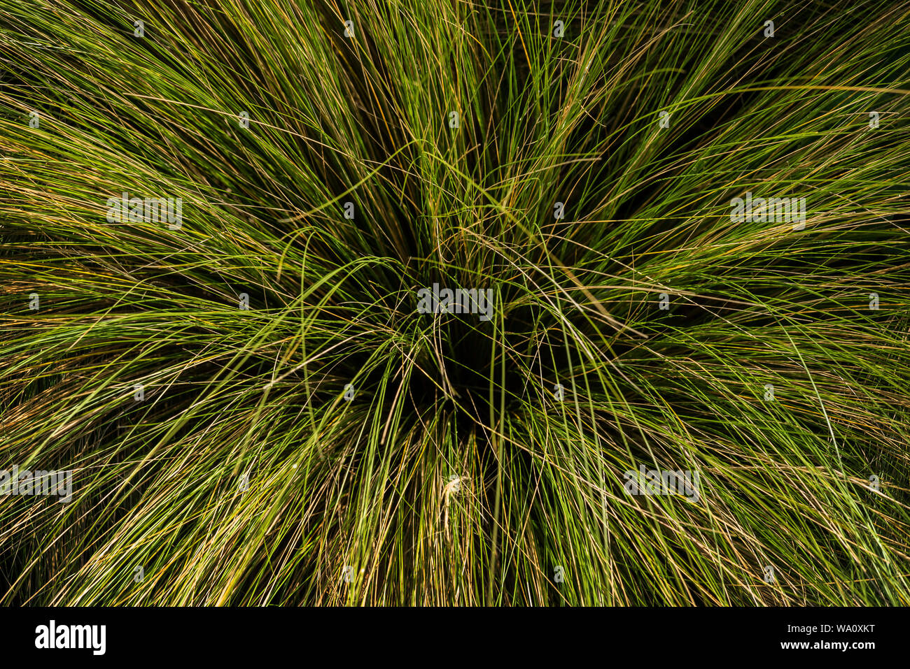 Thin blades of an ornamental grass Stock Photo Alamy