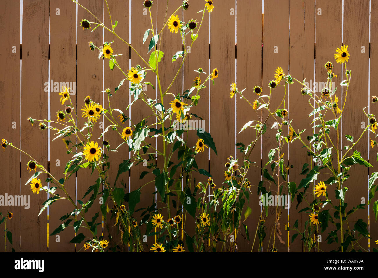 Sunflowers garden fence hires stock photography and images Alamy