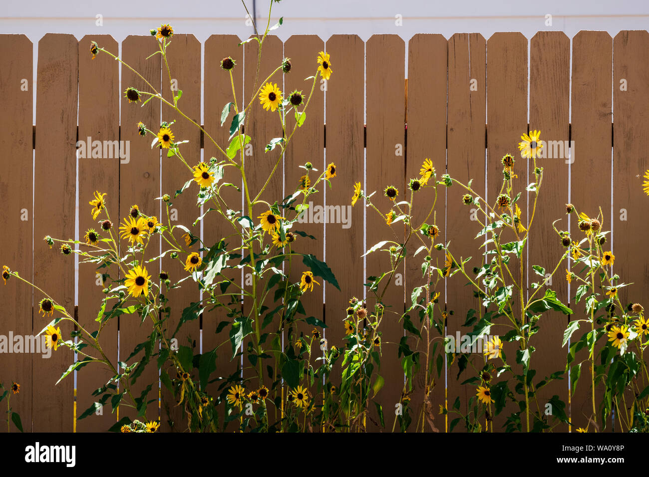 Sunflowers garden fence hires stock photography and images Alamy