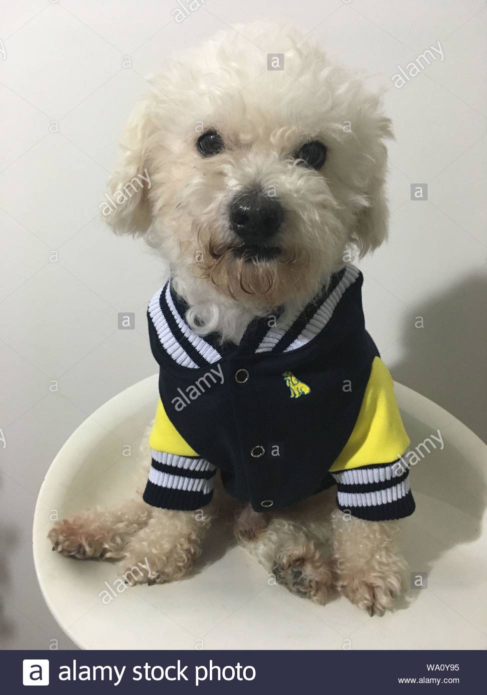 Curly Hair White Dog With Black And White Letterman Jackt Stock