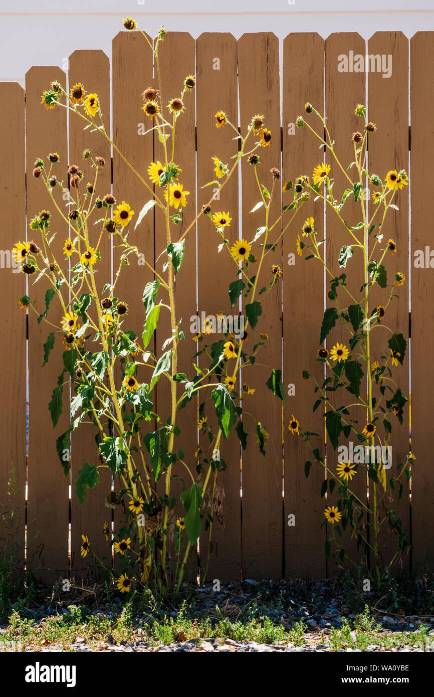 Sunflowers Garden Fence High Resolution Stock Photography and Images