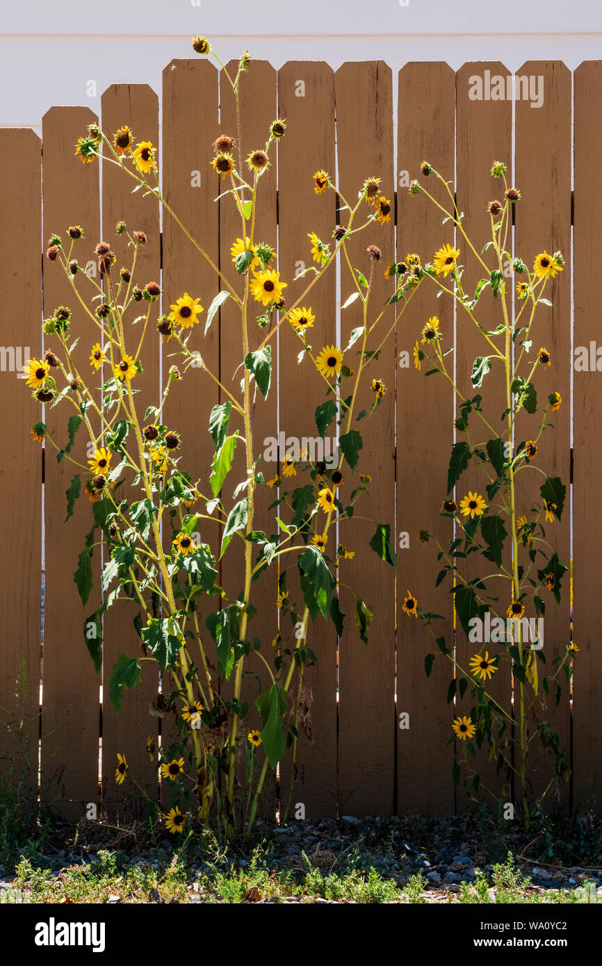 Sunflowers garden fence hi-res stock photography and images - Alamy