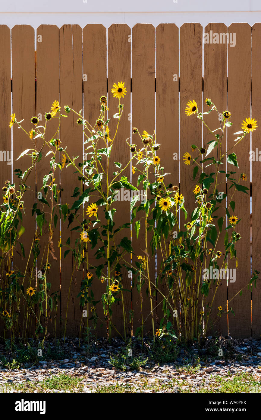 Sunflowers garden fence hires stock photography and images Alamy