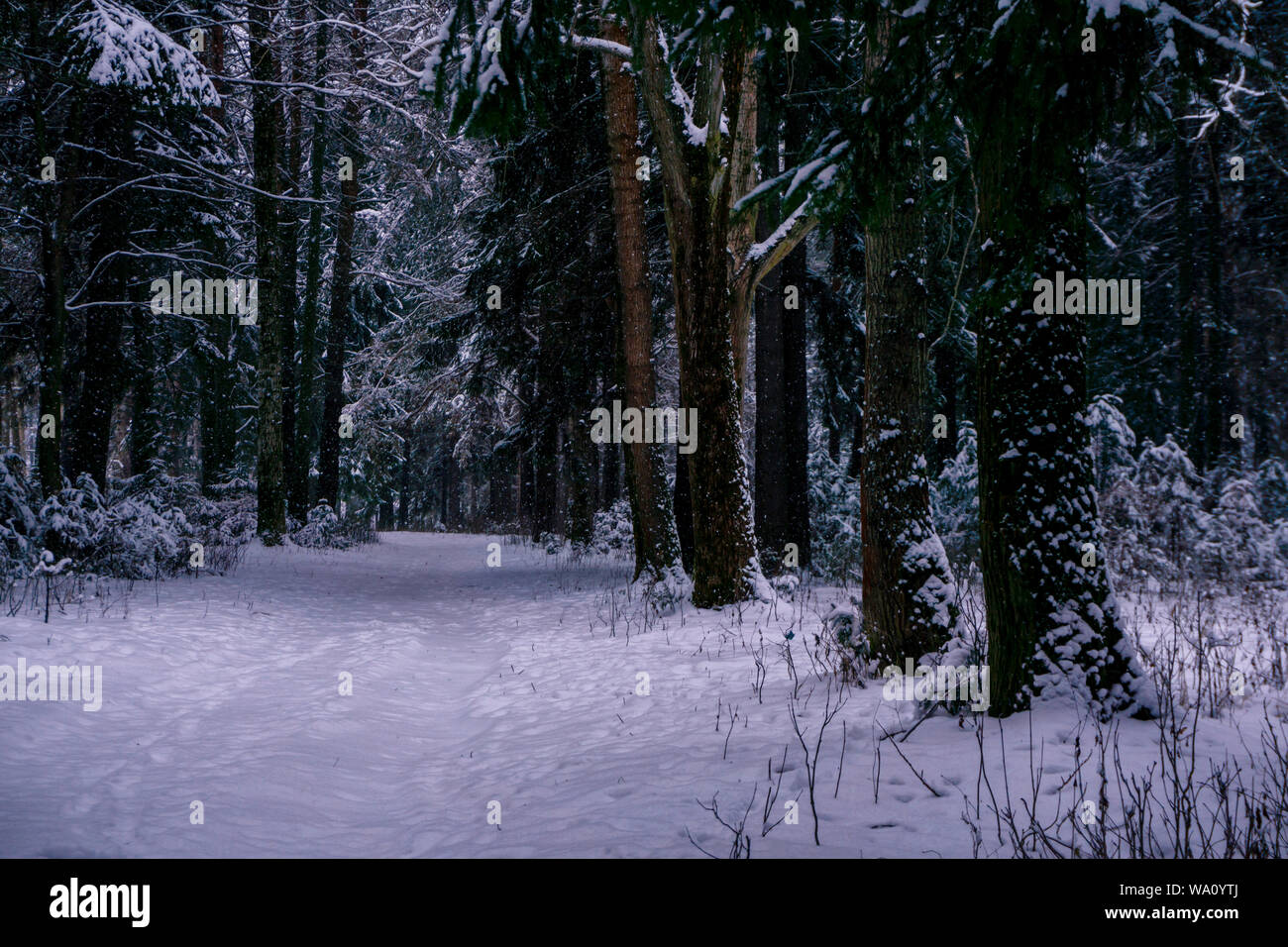 snowbound path in a winter park with conifers at dusk Stock Photo