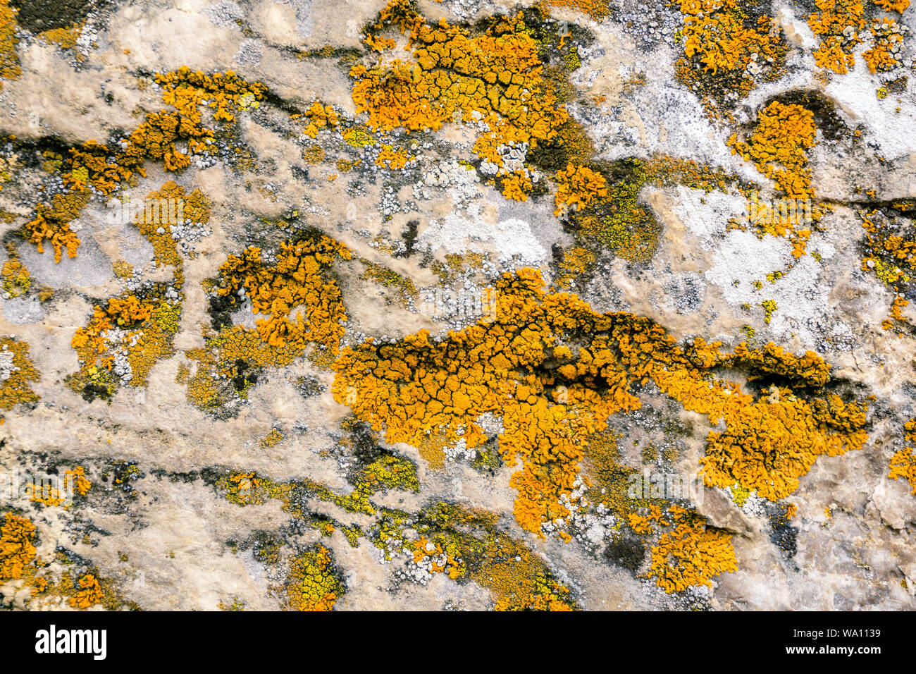 background, texture - multi-colored lichen covering the surface of the ...