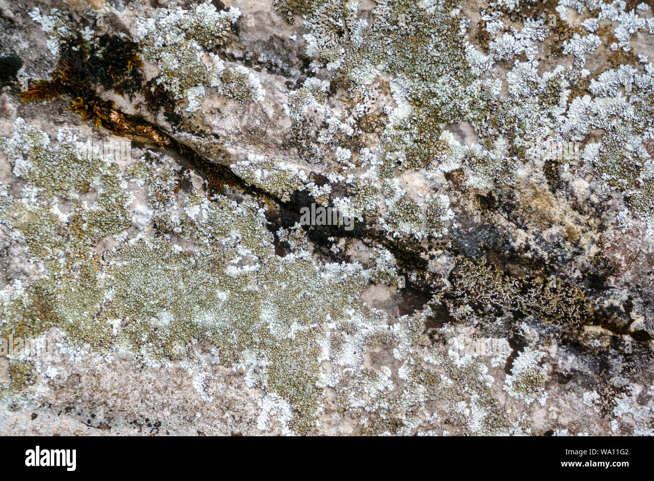 Rock surface covered different hi-res stock photography and images - Alamy