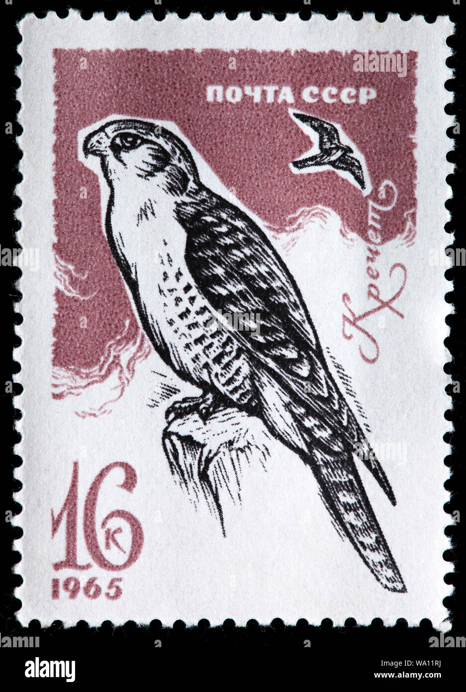 Gyrfalcon, Falco rusticolus, postage stamp, Russia, USSR, 1965 Stock Photo