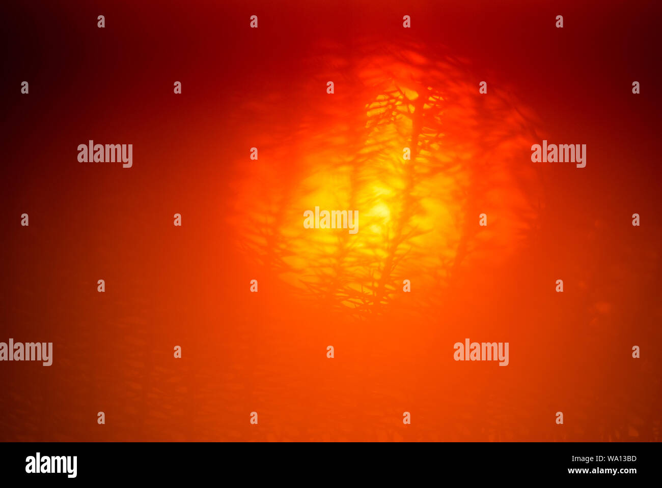 Sun shines through the branches hi-res stock photography and images - Alamy