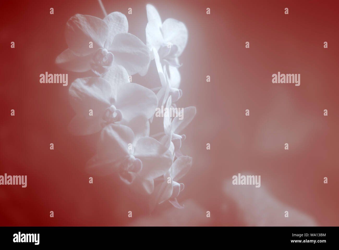 delicate pink blurred background with white orchid flowers Stock Photo
