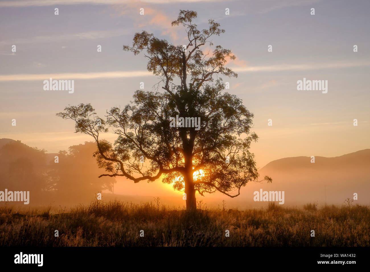 Sun rising behind large mature tree with mountains on horizon and bluish sky in NW Highlands of Scotland. Stock Photo