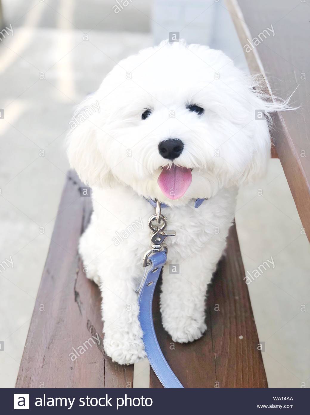 Long Haired White Dog Stock Photo 264327458 Alamy