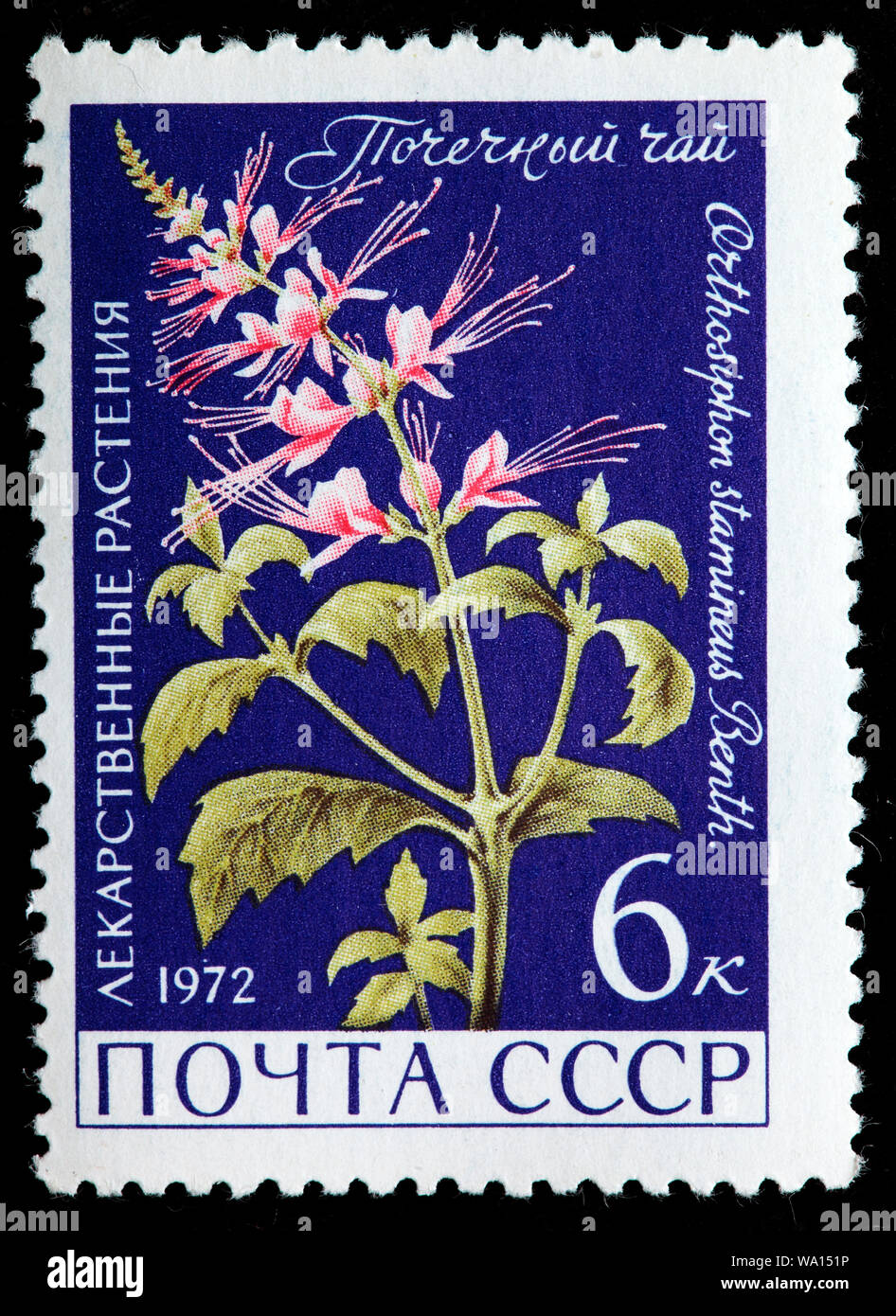 Orthosiphon stamineus, flower, postage stamp, Russia, USSR, 1972 Stock Photo