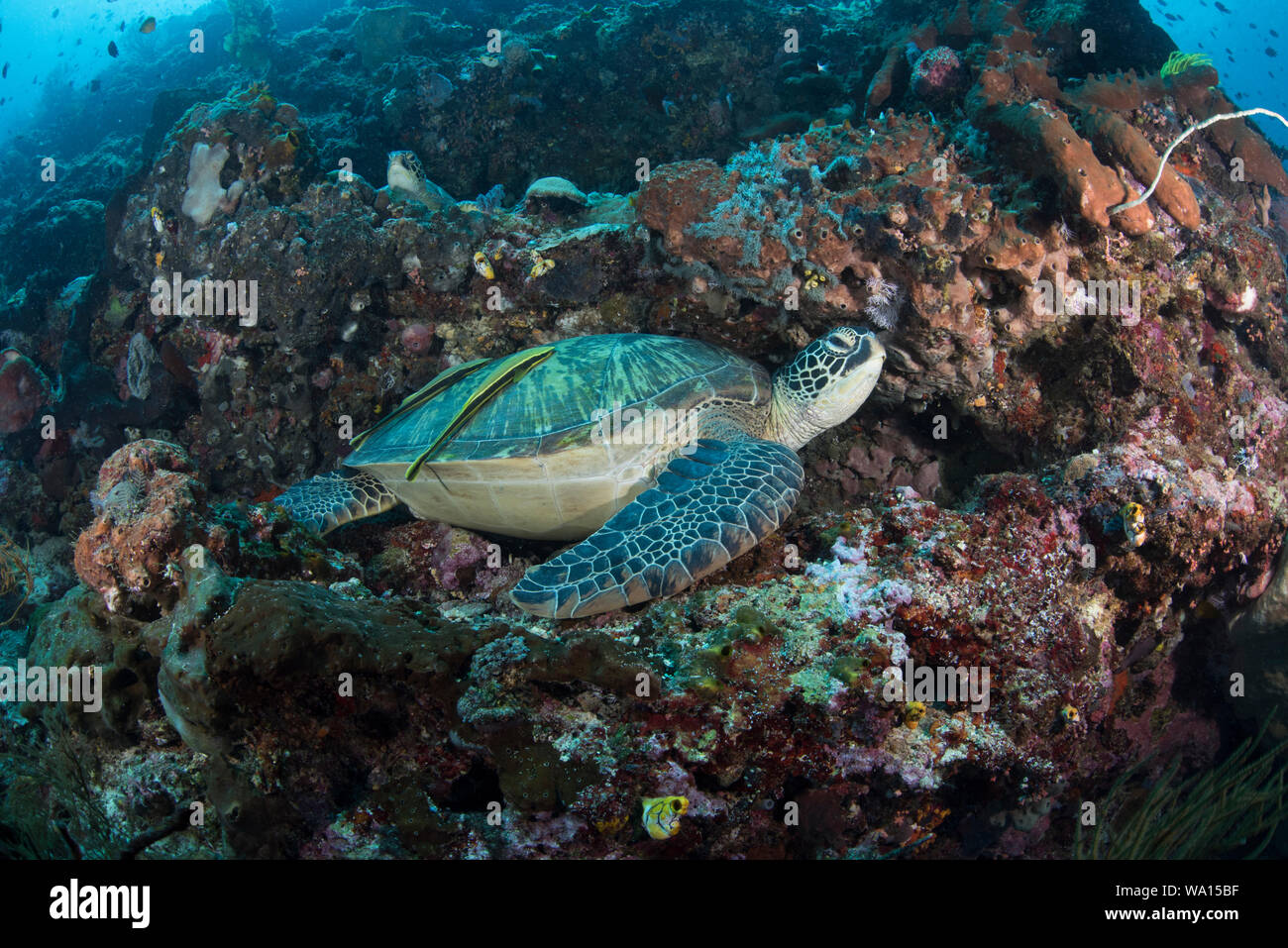 Green Sea Turtles, Chelonia mydas, with Sharksuckers, Bunaken National Park, Indonesia Stock Photo