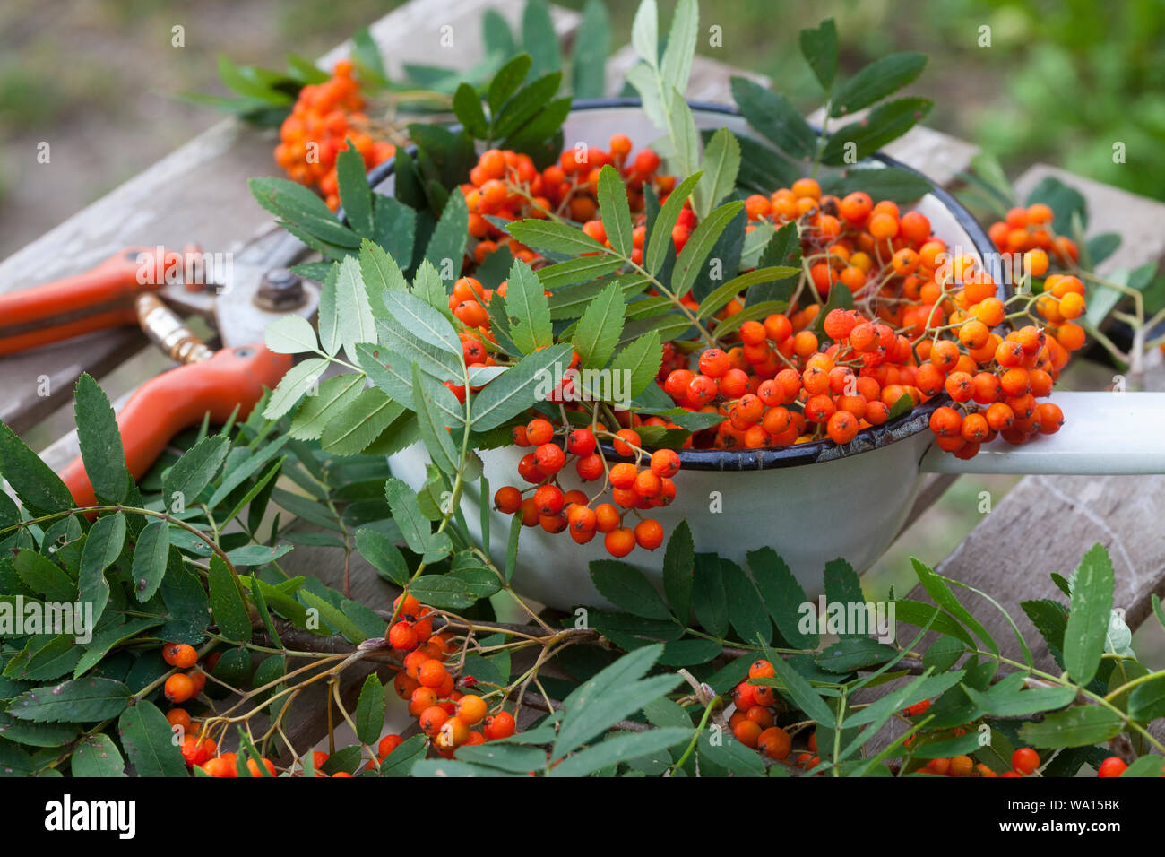 Vogelbeeren, Vogelbeere, Eberesche, Vogel-Beere, Vogelbeerbaum, Frucht, Früchte, Beeren, Sorbus aucuparia, Pyrus aucuparia, rowan, mountain-ash, fruit Stock Photo