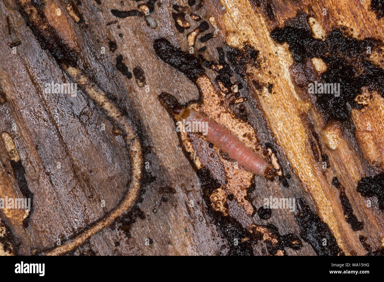 Ameisenbuntkäfer, Ameisenbunt-Käfer, Larve unter der Rinde einer Fichte, Gemeiner Ameisenbuntkäfer, Borkenkäferfresser, Ameisenartiger Buntkäfer, Than Stock Photo