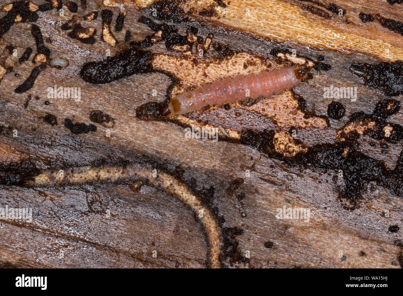 Ameisenbuntkäfer, Ameisenbunt-Käfer, Larve unter der Rinde einer Fichte, Gemeiner Ameisenbuntkäfer, Borkenkäferfresser, Ameisenartiger Buntkäfer, Than Stock Photo