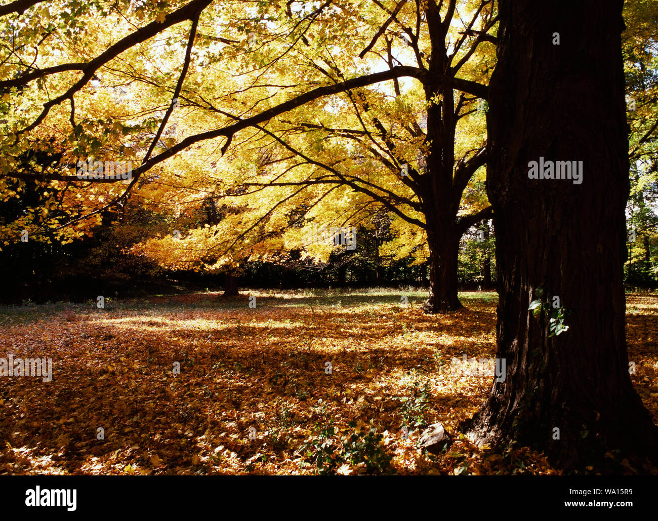 New England sugar maple tree in autumn Stock Photo Alamy