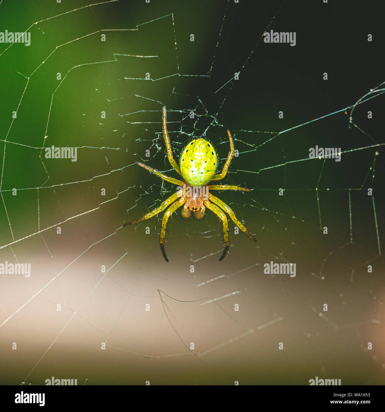 Normal Nice Spiders Square photo with nice spider. Spider is perched on his web with green ...