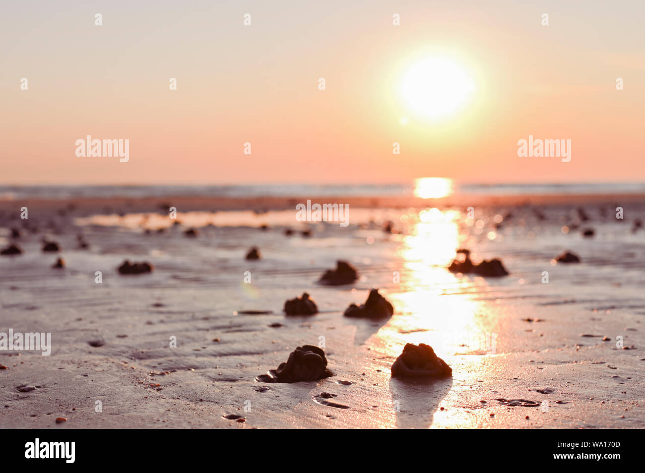 Footprints in the sand from hermit crab after a storm. Sea and sand beeg at  sunset. Sunlight and promenade. Free space for text Stock Photo - Alamy