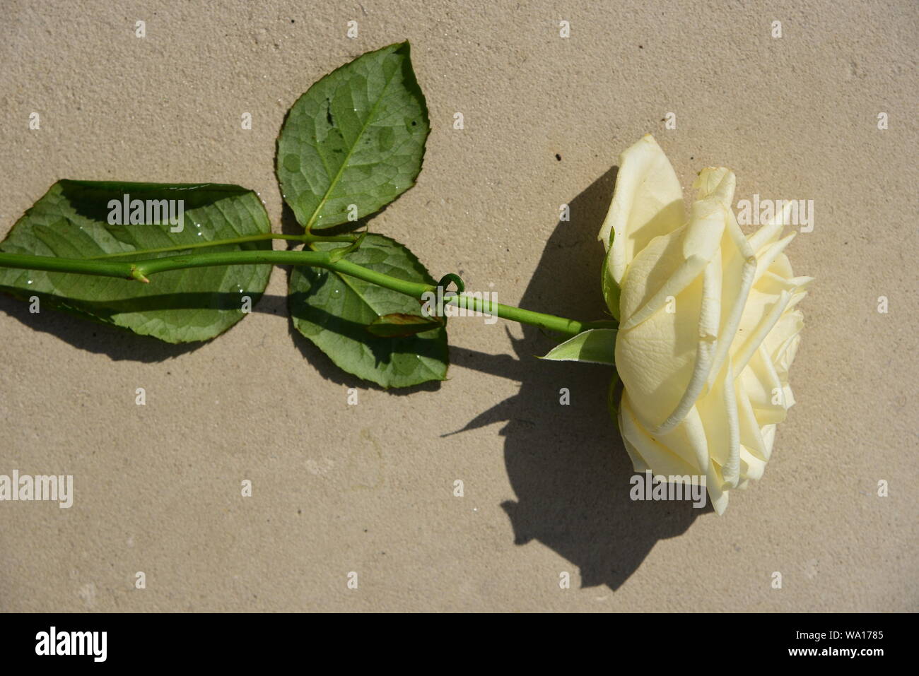 White Color Roses Single Single White rose Stock Photo - Alamy
