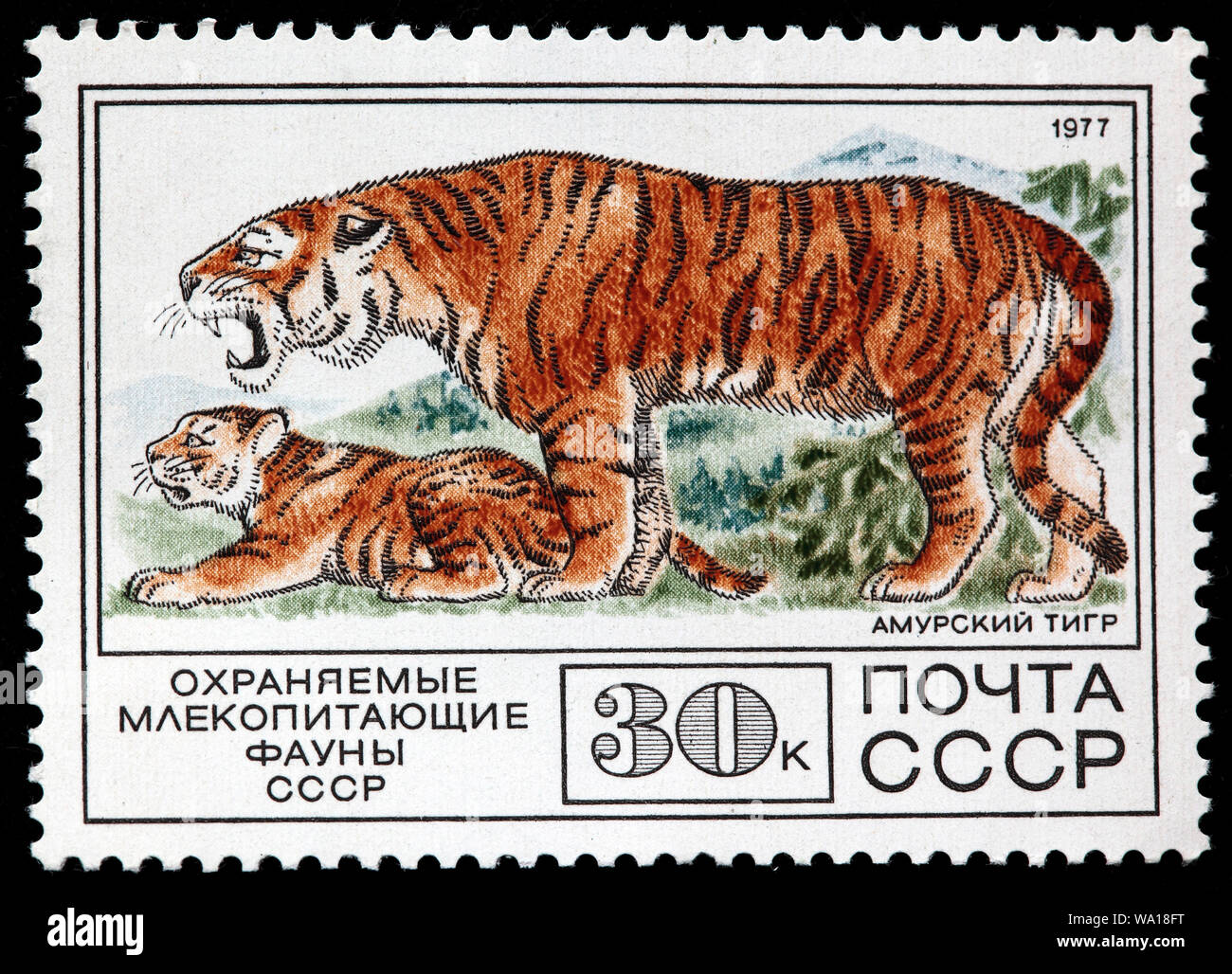 Siberian Tiger, Panthera tigris altaica, postage stamp, Russia, USSR, 1977 Stock Photo