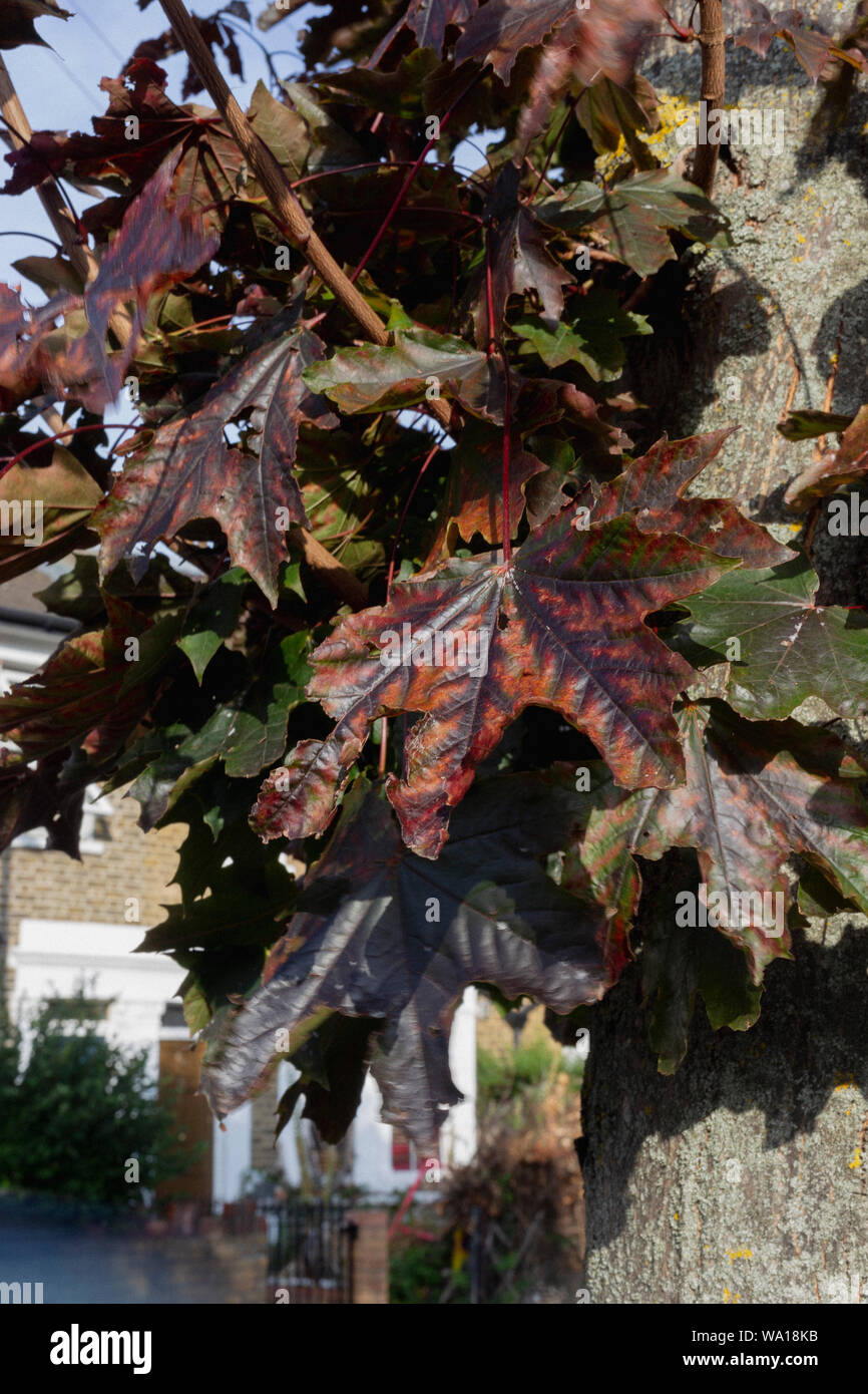 Leaves turning brown on tree in Tooting, London. Stock Photo