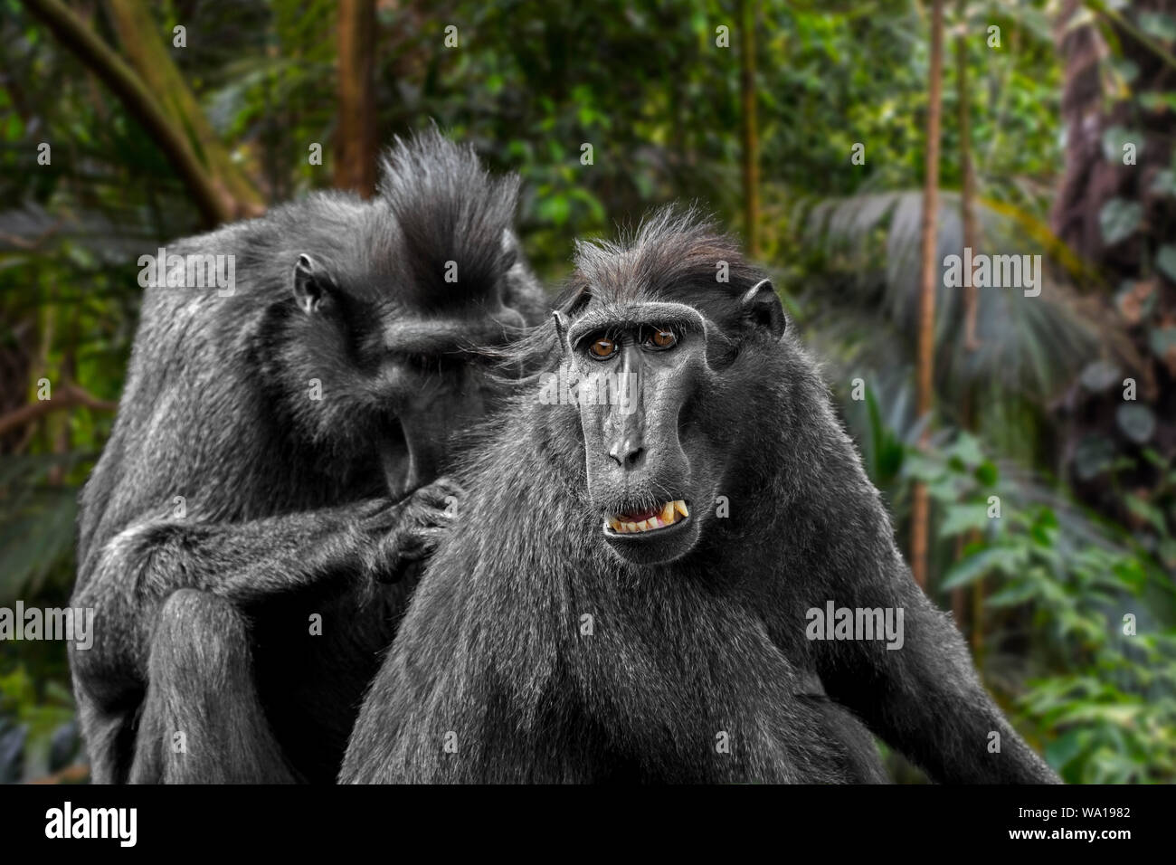 Celebes crested macaque / crested black macaque / (Macaca nigra) grooming and delousing group member, native to the Indonesian island of Sulawesi Stock Photo