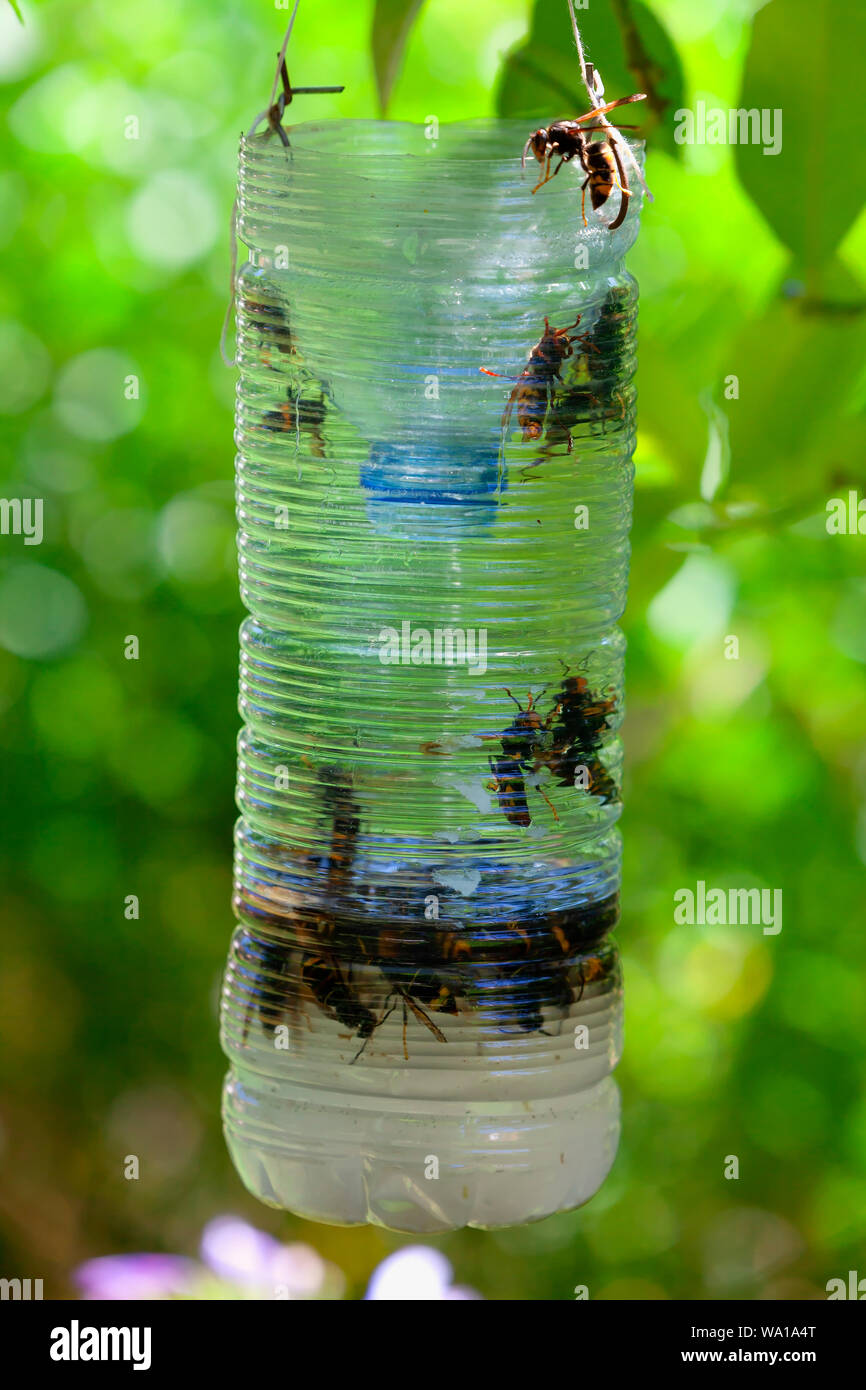 Homemade trap for Asian hornet made with a plastic bottle. Stock Photo