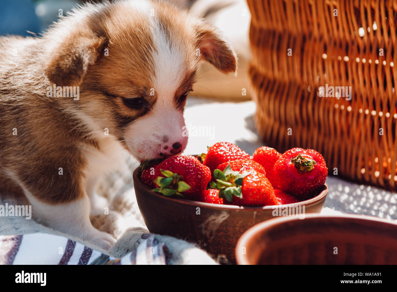 Cute Puppy Eating Strawberries From Bowl During Picnic At Sunny Day Stock Photo Alamy