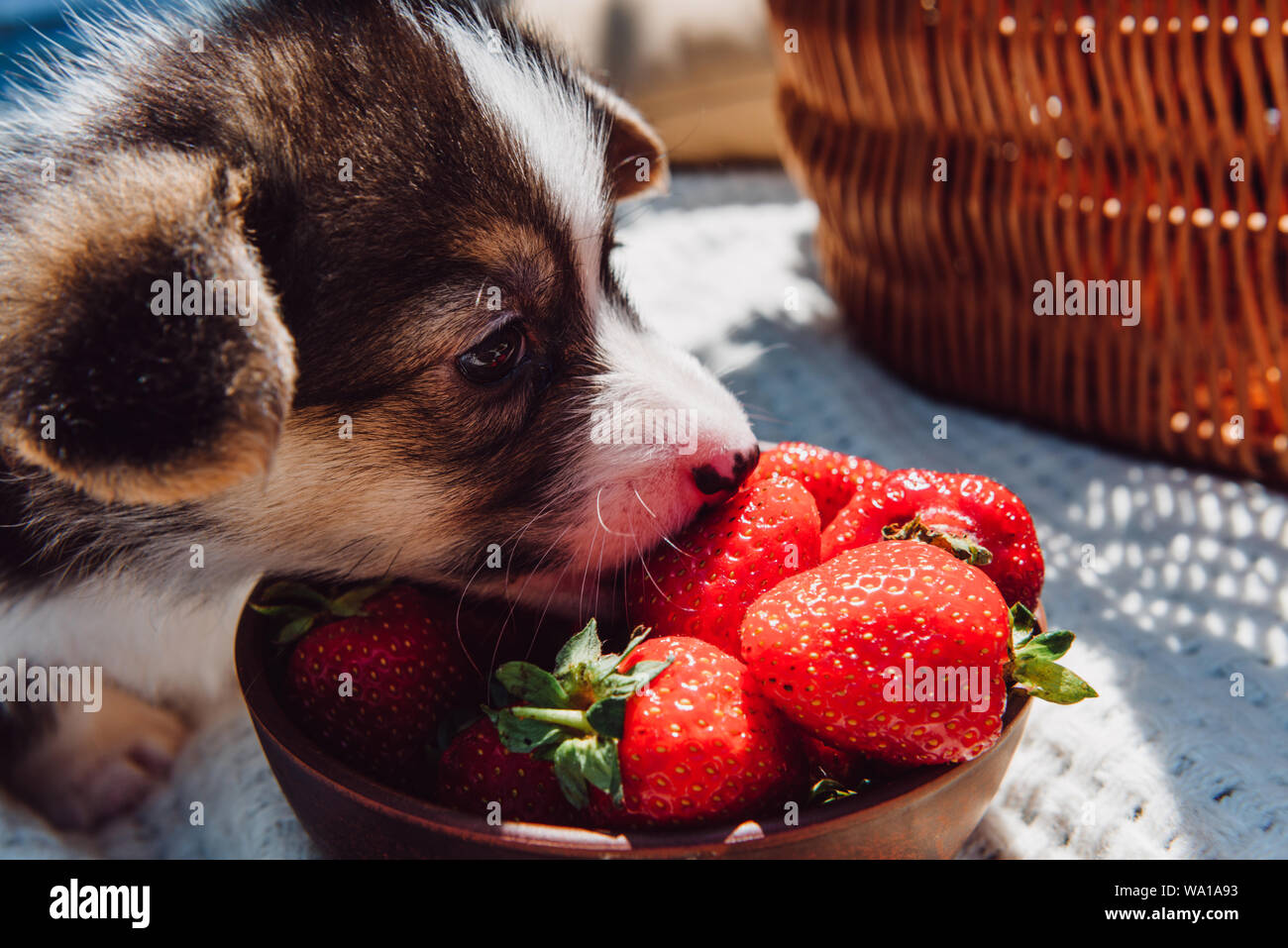 Cute Puppy Eating Ripe Strawberries From Bowl During Picnic At Sunny Day Stock Photo Alamy
