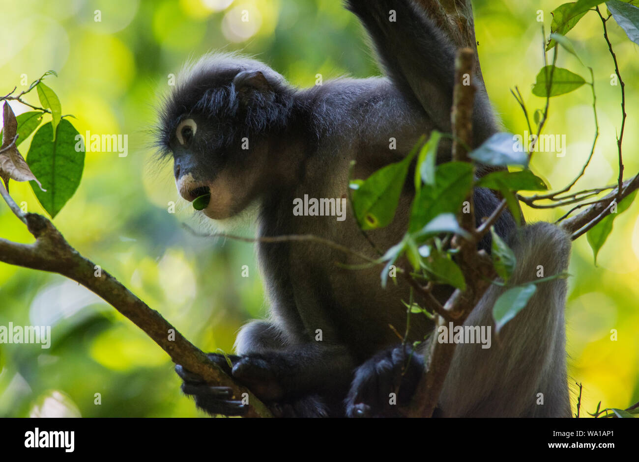 File:Baby of dusky leaf monkey, spectacled langur, or spectacled