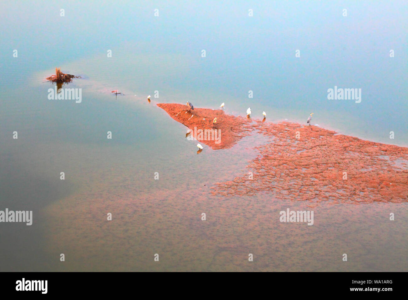 Xian wei river wetland bird Stock Photo