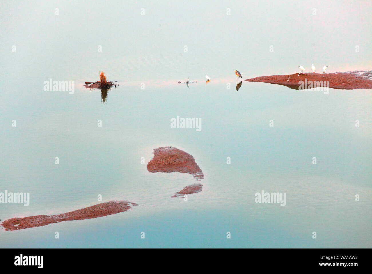 Xian wei river wetland bird Stock Photo