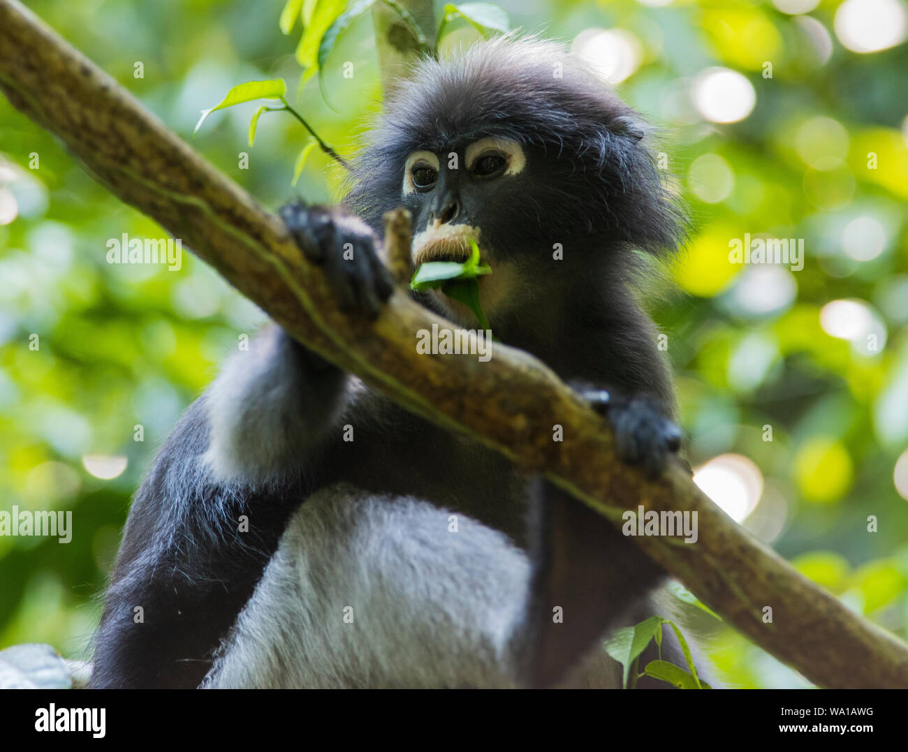 Dusky Leaf Monkey or Spectacled Langur Trachypithecus obscurus, sat in a rainforest tree in Kaeng Krachan National Park Thailand Stock Photo