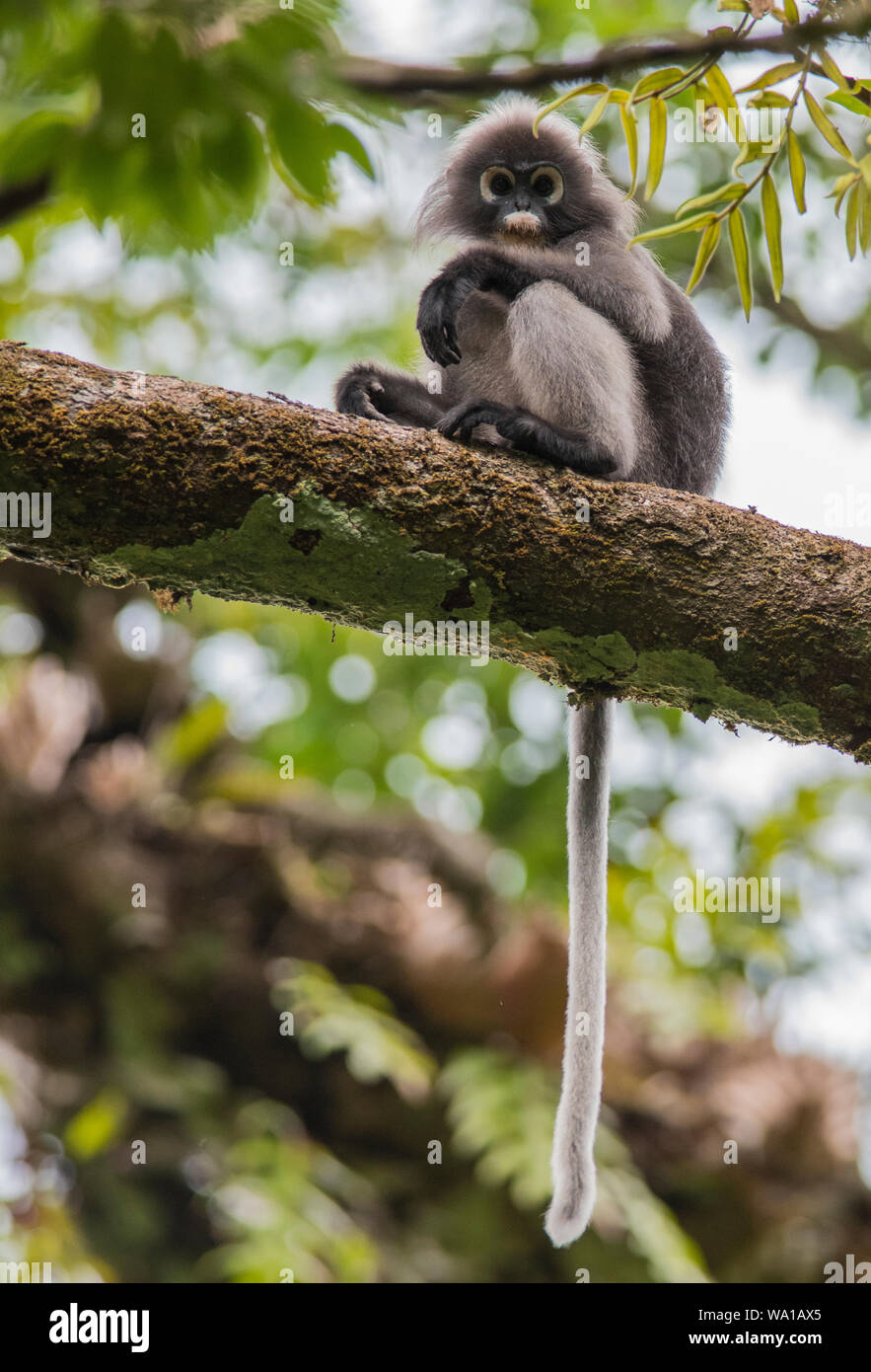 Dusky Leaf Monkey or Spectacled Langur Trachypithecus obscurus, sat in a rainforest tree in Kaeng Krachan National Park Thailand Stock Photo
